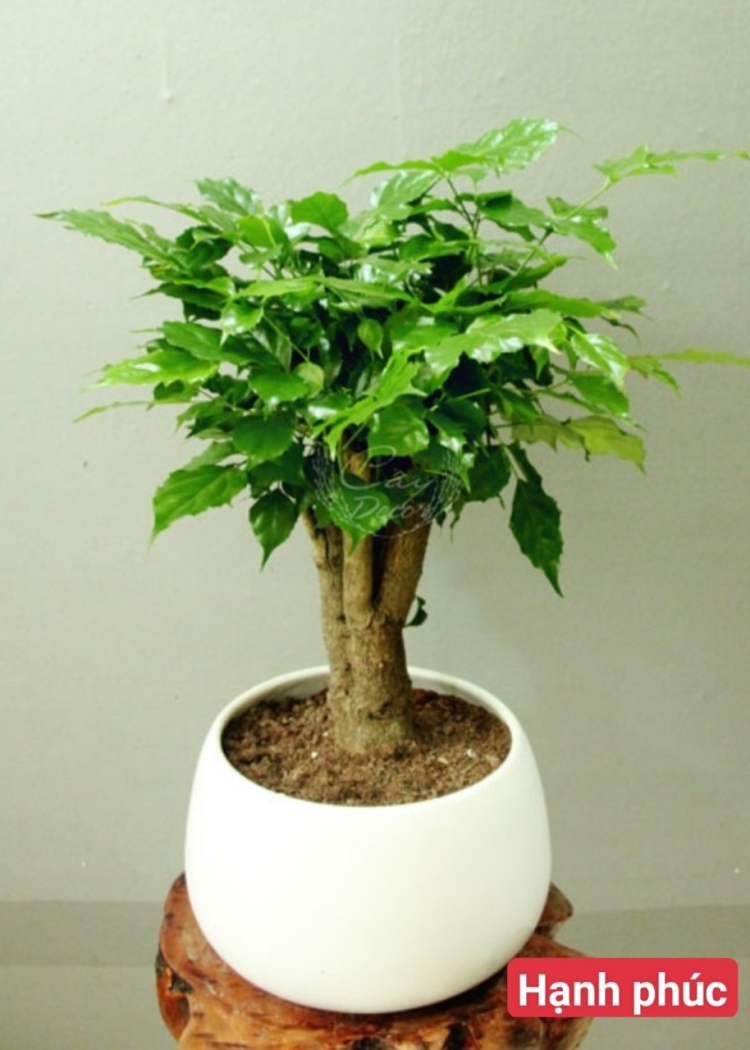 Cây Hạnh Phúc