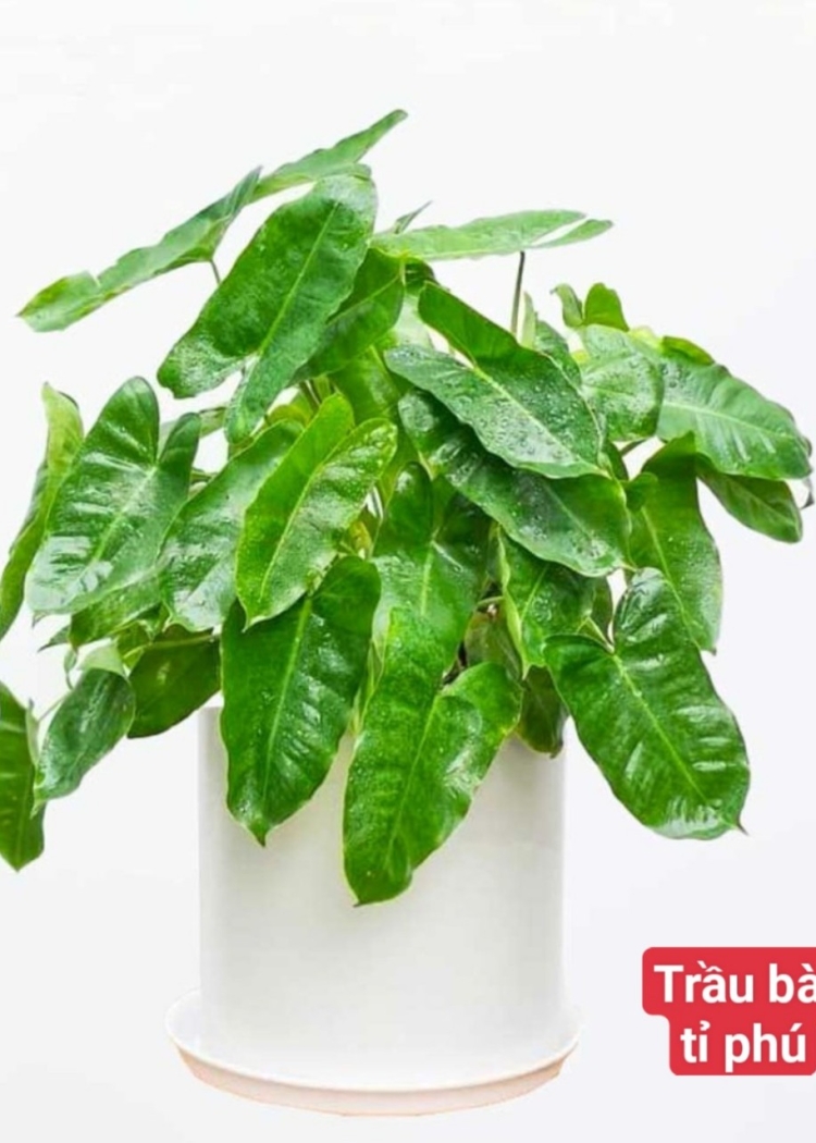 Trầu Bà Tỉ Phú