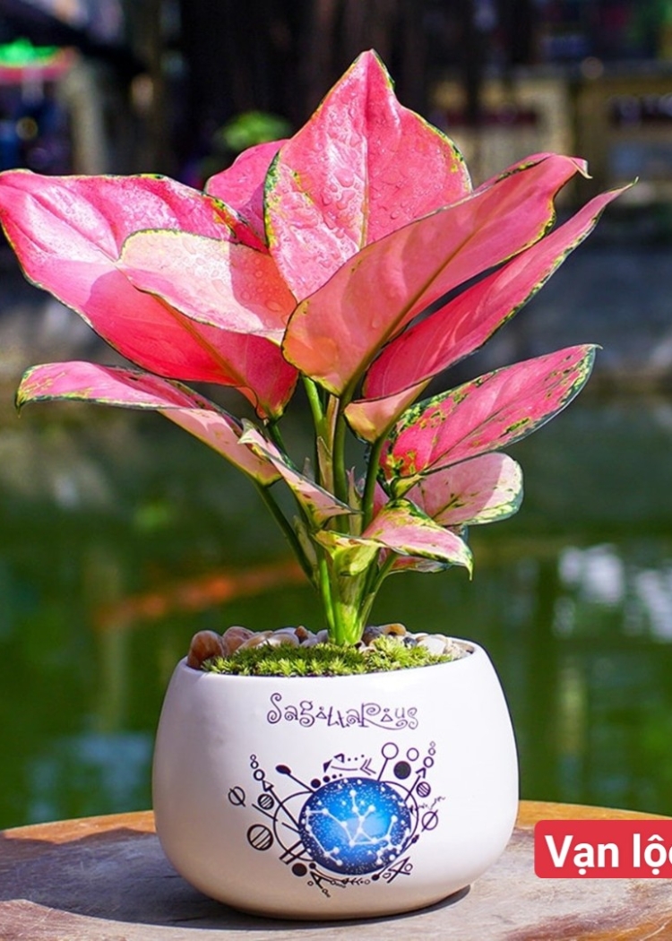 Vạn Lộc Đỏ