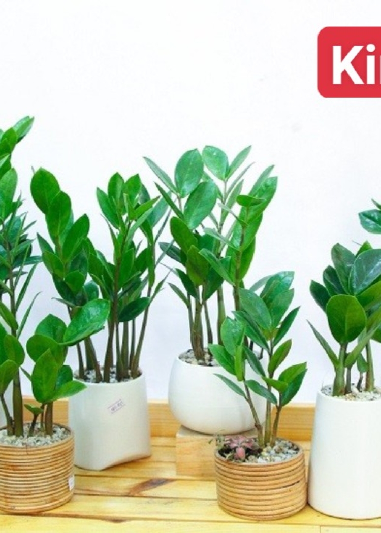 Chậu Cây Kim Tiền