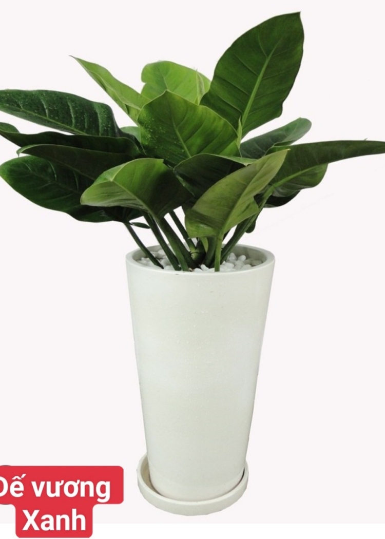 Đế Vương Xanh