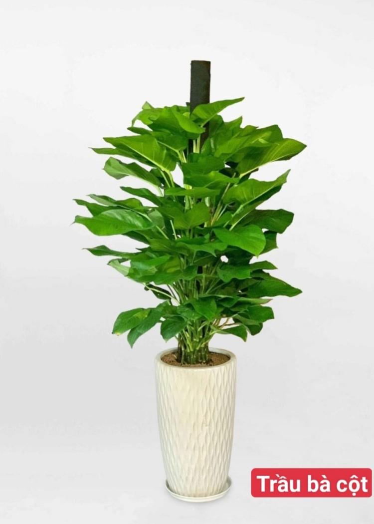 Trầu Bà Cột