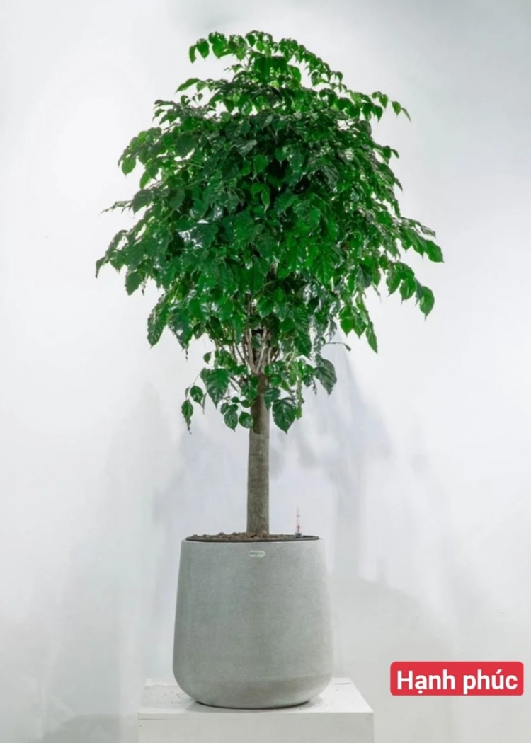 Hạnh Phúc