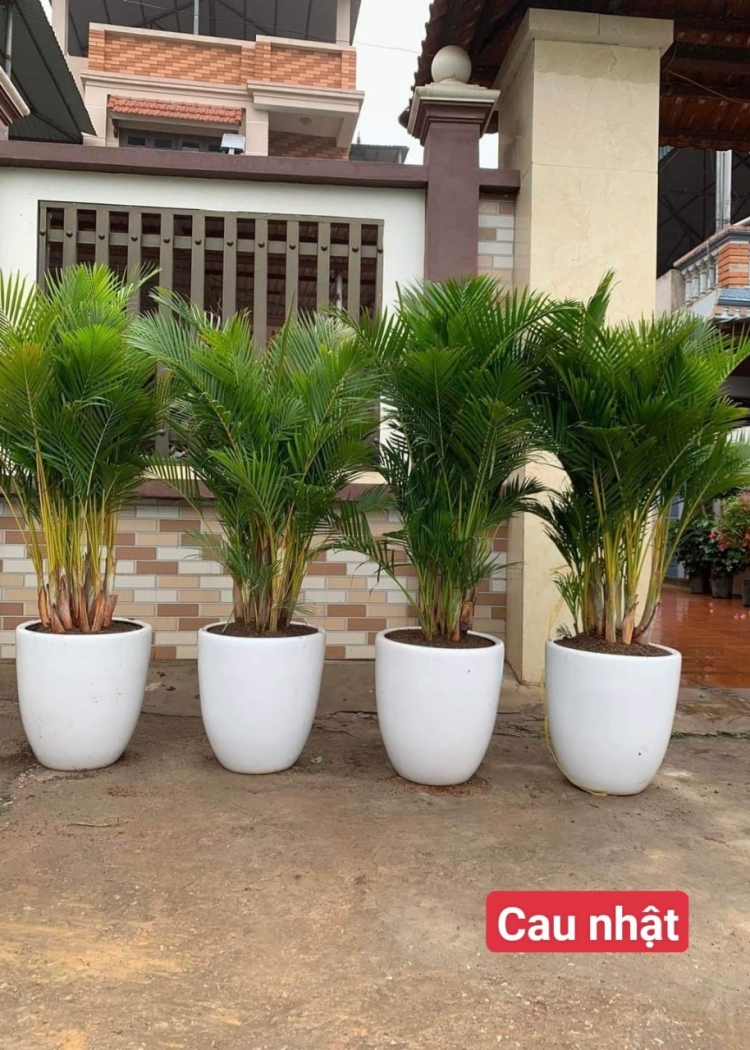 Cây Cau Nhật