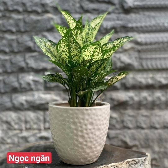 Ngọc Ngân