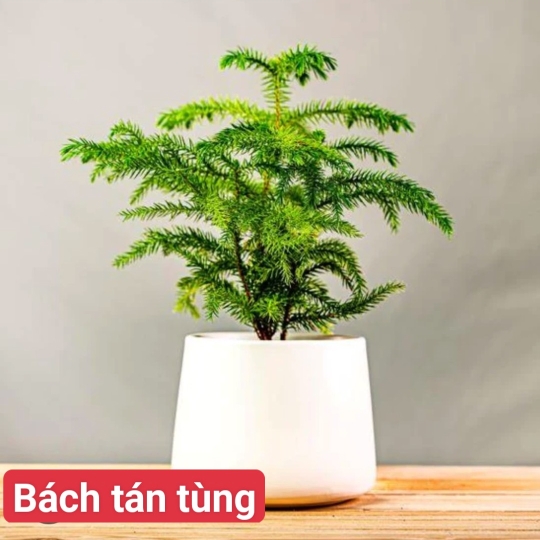 Bách Tán Tùng