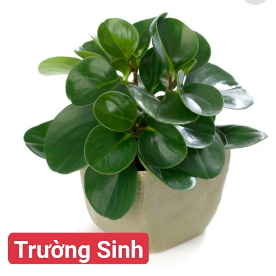 Trường Sinh