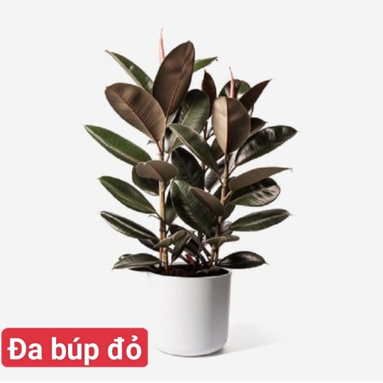 Đa Búp Đỏ