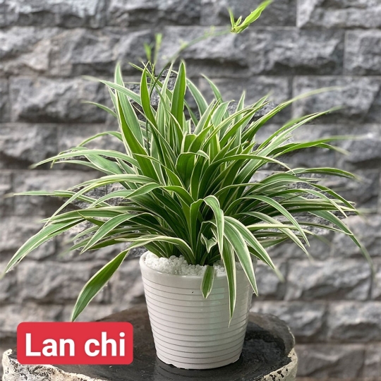 Lan Chi