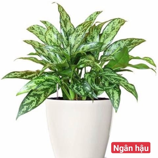 Ngân Hậu