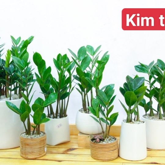 Chậu Cây Kim Tiền