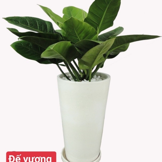 Đế Vương Xanh 