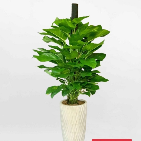 Trầu Bà Cột