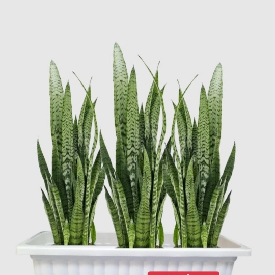 Cây Lưỡi Hổ Xanh