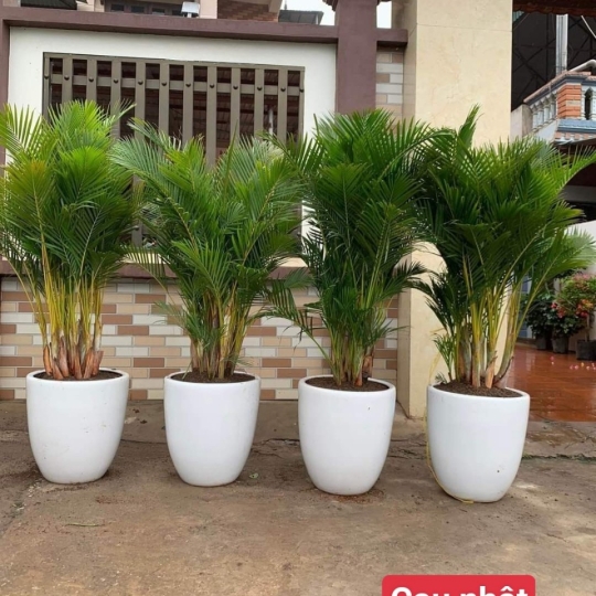 Cây Cau Nhật