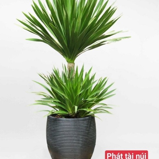 Cây Phát Tài Núi
